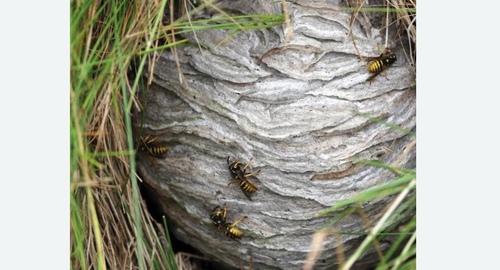 Уничтожение ос и ульев в Войковском районе Москвы