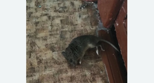 Дезинфекция от мышей в Войковском районе Москвы