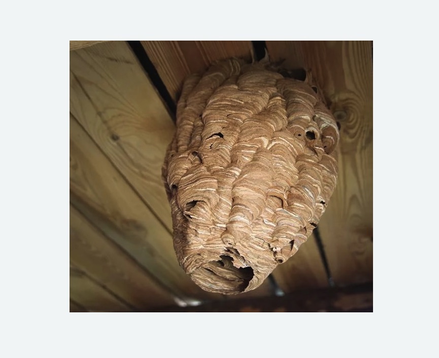 обработка от шершней в Войковском районе Москвы