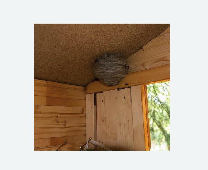 Обработка от ос в Войковском районе Москвы Обработка от ос