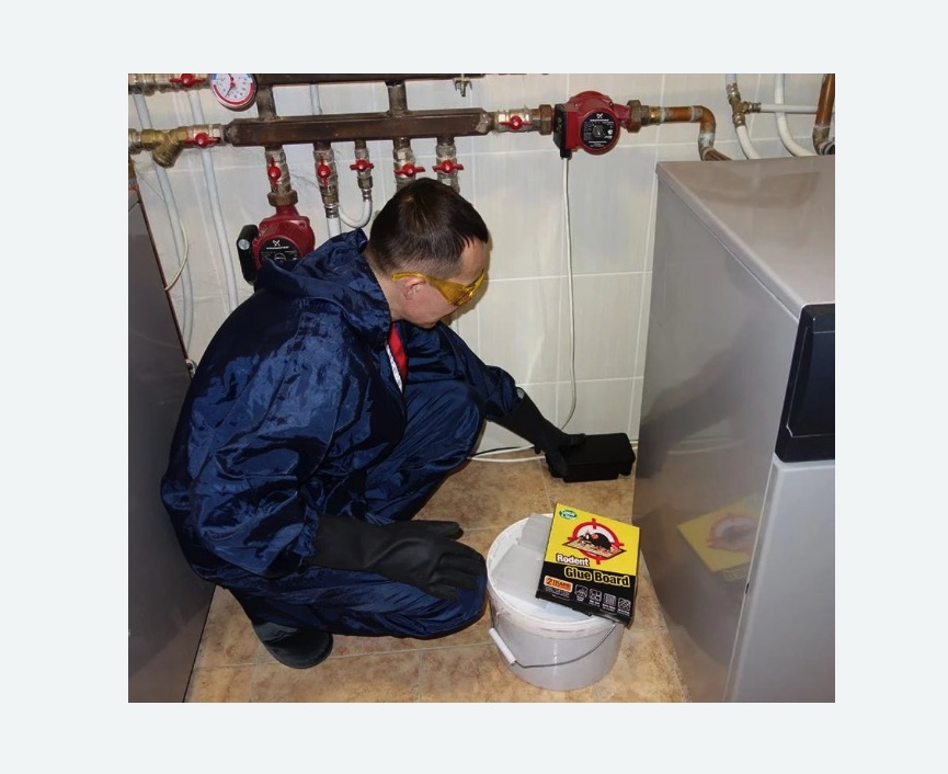 Уничтожение крыс в Войковском районе Москвы