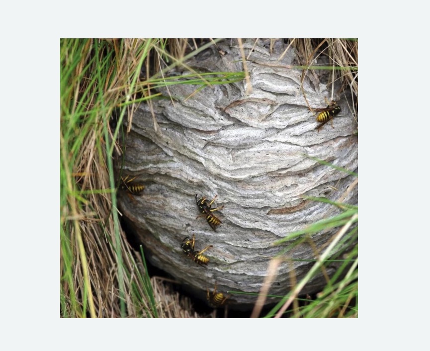 Уничтожение ос и ульев Уничтожение ос и ульев в Войковском районе Москвы